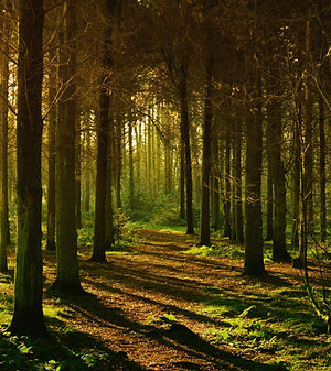 Forest Pathway Scene