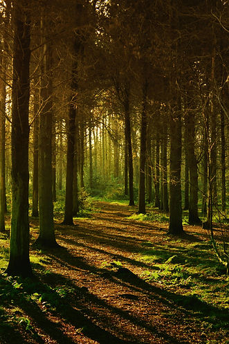 Forest Pathway Scene