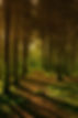 Forest Pathway Scene
