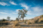 Desert Trees
