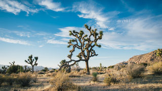 Desert Soul: An Accessible Road Trip Through Joshua Tree