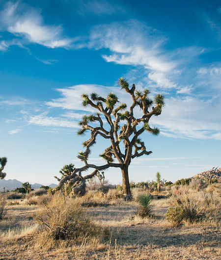 Desert Trees