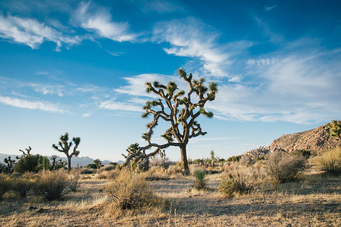 Desert Trees