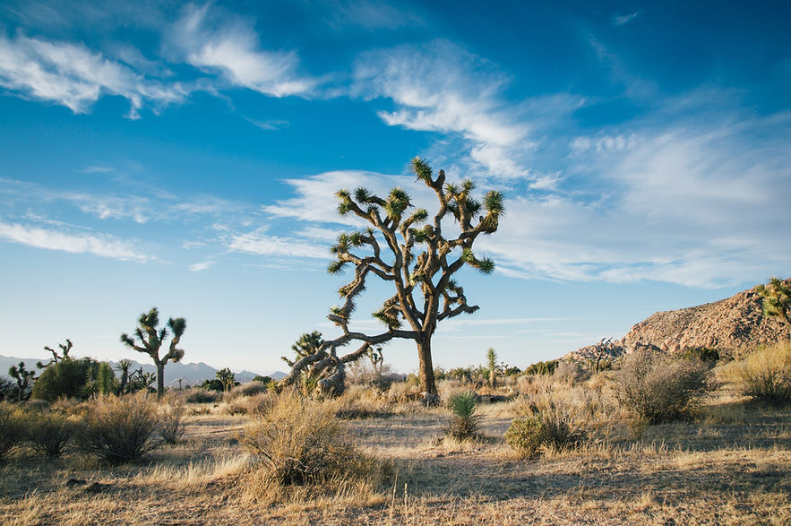 Desert Trees