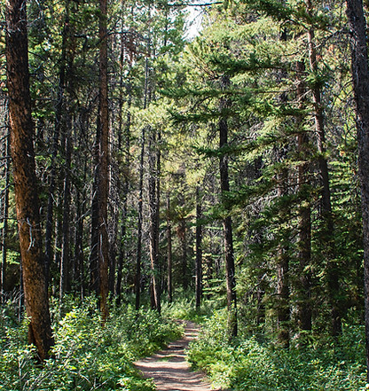 Forest Path