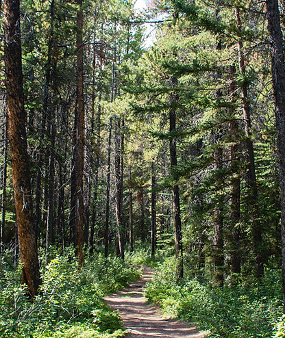 Forest Path