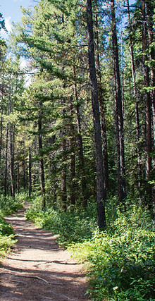 Forest Path