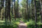 Waldpfad