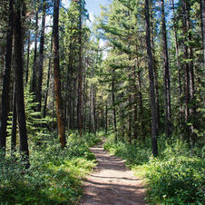 Forest Path