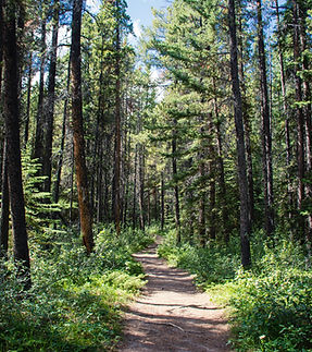 Forest Path