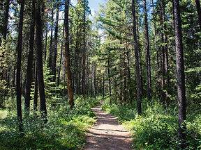 Forest Path