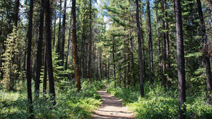 A path through a forest