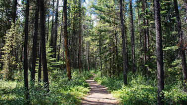 Wisdom From The Woods