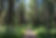 Forest Path