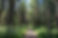 Forest Path