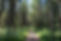 Forest Path