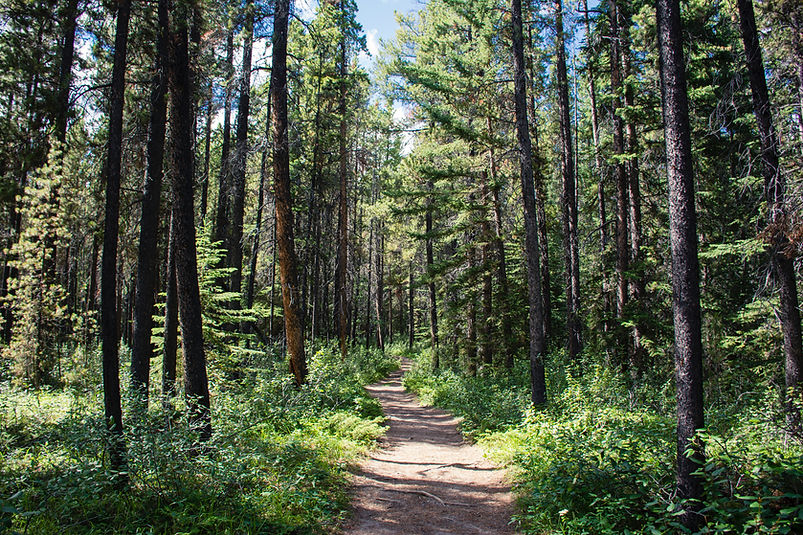 Waldpfad