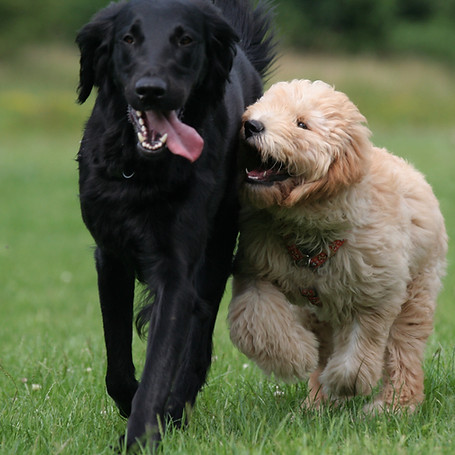 You see a puppy playing and runnung with an adult dog