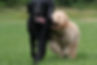 You see a puppy playing and running with an adult dog
