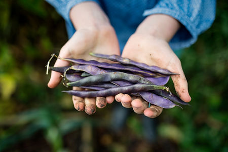 Fresh Runner Beans