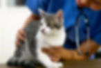 Vet examining a grey and white tabby cat