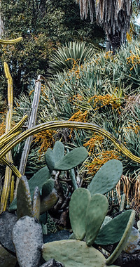 Mockup eines Smartphones, das eine mediterrane Gartenlandschaft zeigt.