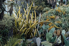 Plants