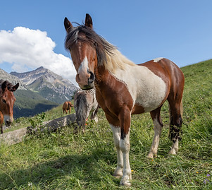 Horses on a meadow