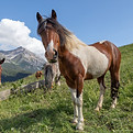 Cavallo