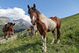 Horses on a meadow