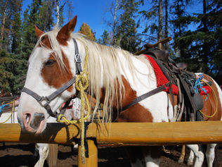 Visit the Western Romance Company and go on a Horseback Ride near Billings