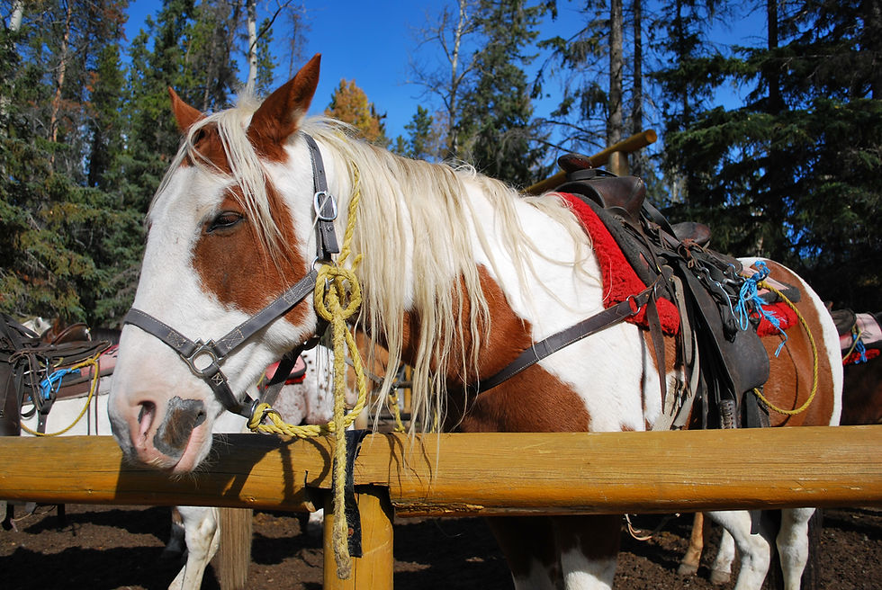 Horse