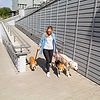 Dog Walker 