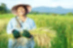 Female farmer harvesting rice