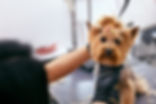 A person carefully trims the fur of a dog