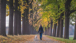 Dog Walking