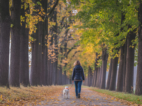 femme balade avec dans chemin longé par des arbres à l'automne