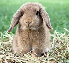 Dwarf Rabbit