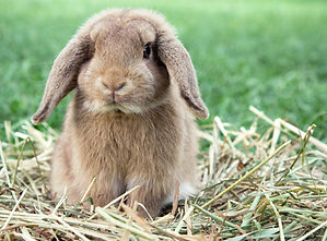 Dwarf Rabbit