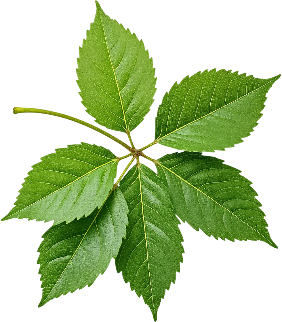 Green Leaf Cluster