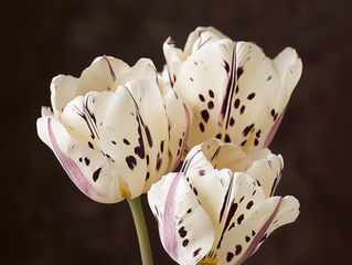 Schnittblumen aus dem Garten – warum ich sie lieber selbst anbaue