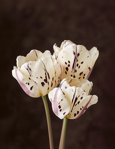 Speckled Tulips