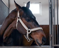Cheval en écurie