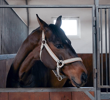 Horse in Stable