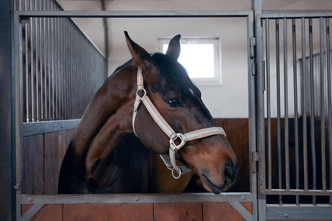 Horse in Stable
