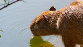 🇺🇸🇲🇽 Trump amenaza con un arancel del 5% si México no entrega 200,000 acres-pie de agua antes del 31 de diciembre