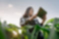 A woman using tablet in a corn feild