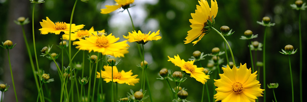 Wild Flowers