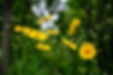 Wild Flowers