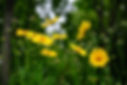Wild Flowers